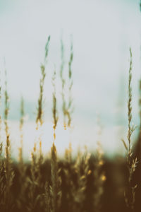 Summer in Bavaria. Impressions from the foothills of the Alps: grasses against the light Summer in Bavaria. Impressions from the foothills of the Alps: grasses against the light